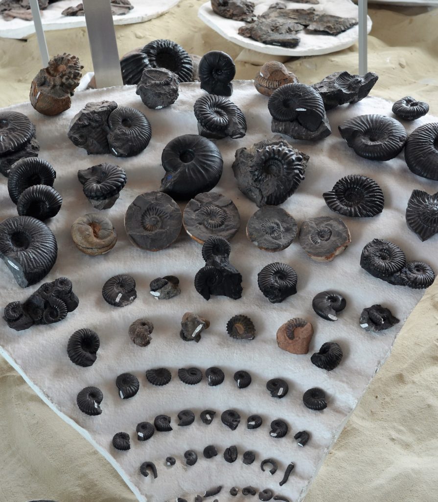 Sea of ammonites