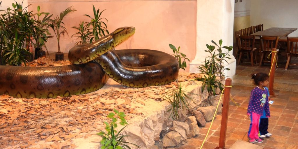 A model of Titanaboa. There is now a good exhibition of the giant extinct snake at the  Jose Royo y Gomez Geological Museum  in Bogotá.