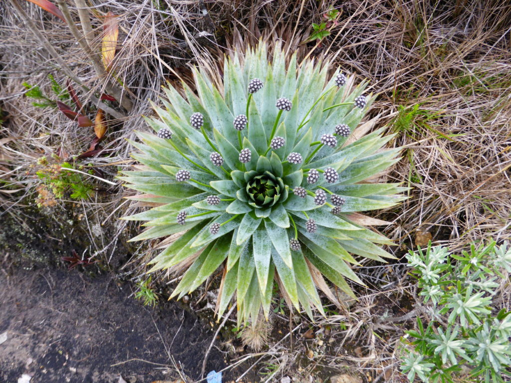 Ground bromeliad at Guatavita, which is also a small fauna and flora reserve