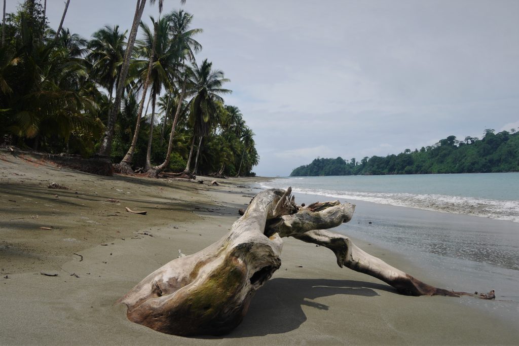 Isla Gorgona has some beautiful wild beaches. These are visited as part of a tour with park guides and other visitors (usually around 30 people) and involve some walking through the jungle.