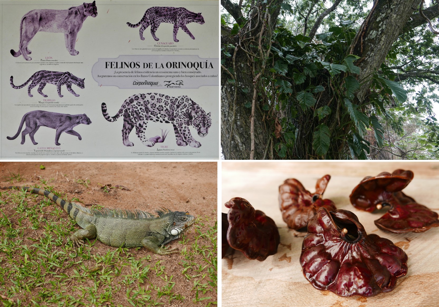 Big cats you might see, if you are very lucky, and an iguana (which you will see). Trees and  the varied acacia seed pods are amazing here too.