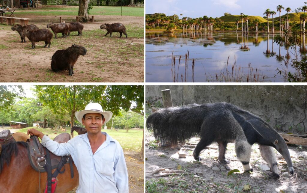 Capybaras (or chiguiro as they are known in Colombia) , a typical scenery with lakes and moriche palms, a large anteater and  a "llanero".