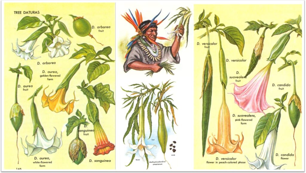 Drawings from Richard E Schultes's book Hallucinogenic Plants showing daturas (now brugmansia) from South America