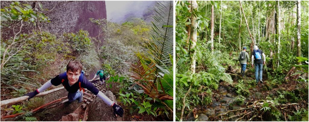 Scaling Mavecure requires ascending several wooden ladders, left, and a jungle walk around Pajarito. Both take 3 hours.