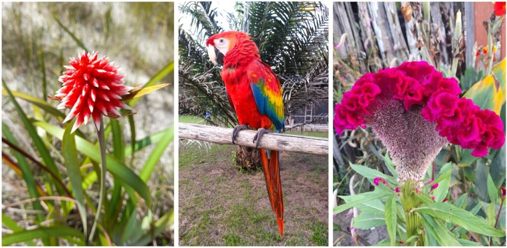 The Flor de Inirída, left, a guacamayo parrot, center, and Cresta de Gallina flower, right.