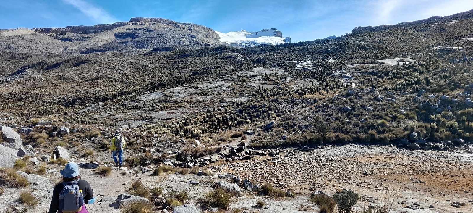The upper part of the Laguna Grande de La Sierra trek, Andean paramó with freilejones plants.
