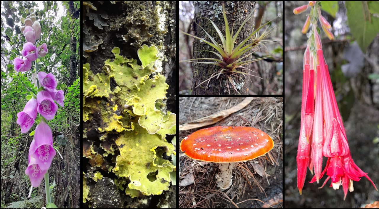 The trails have many bromeliads, fungus and lichen.