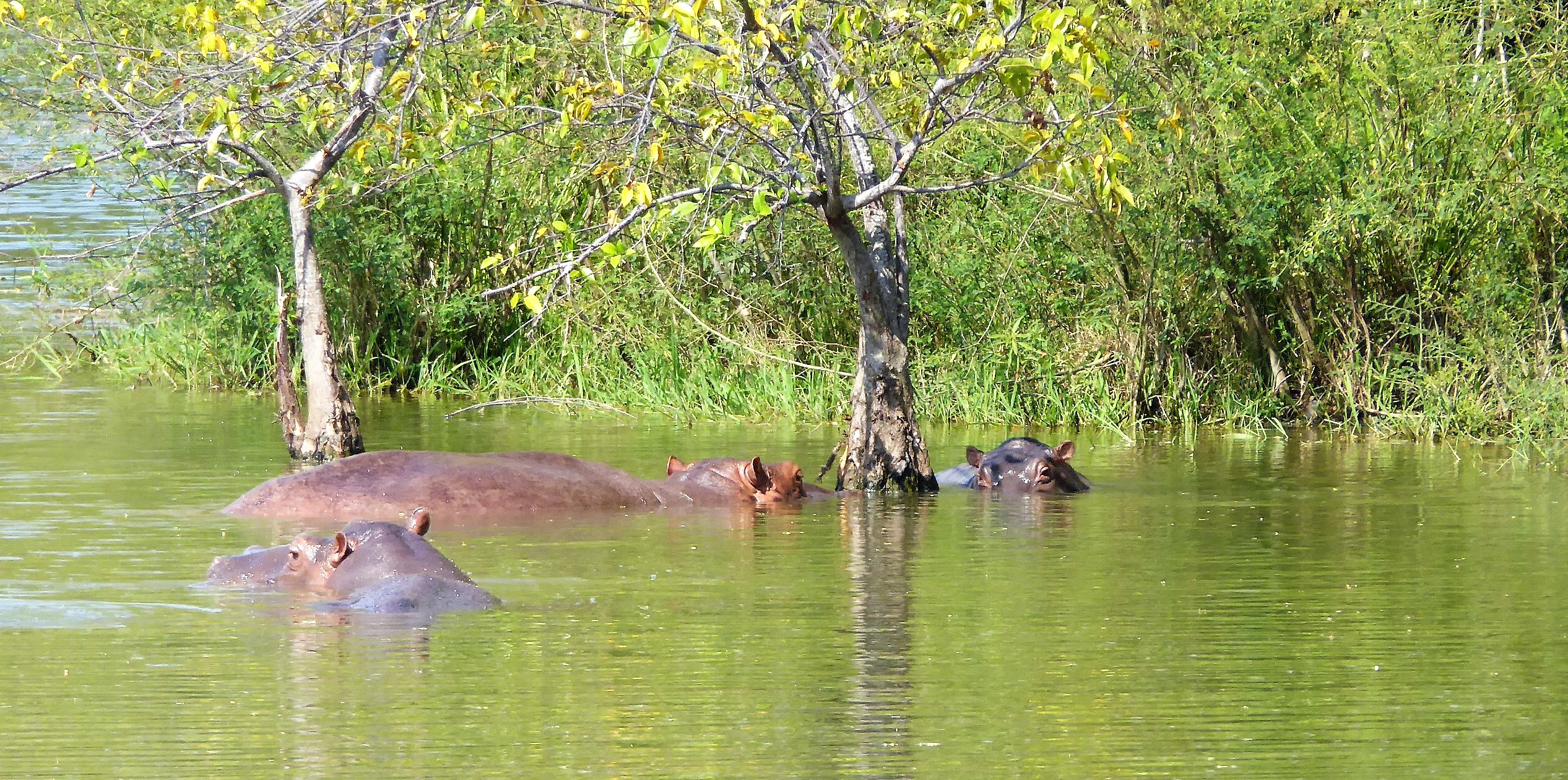 For now the Magdalena River hippos can rest easy. But for how long. 