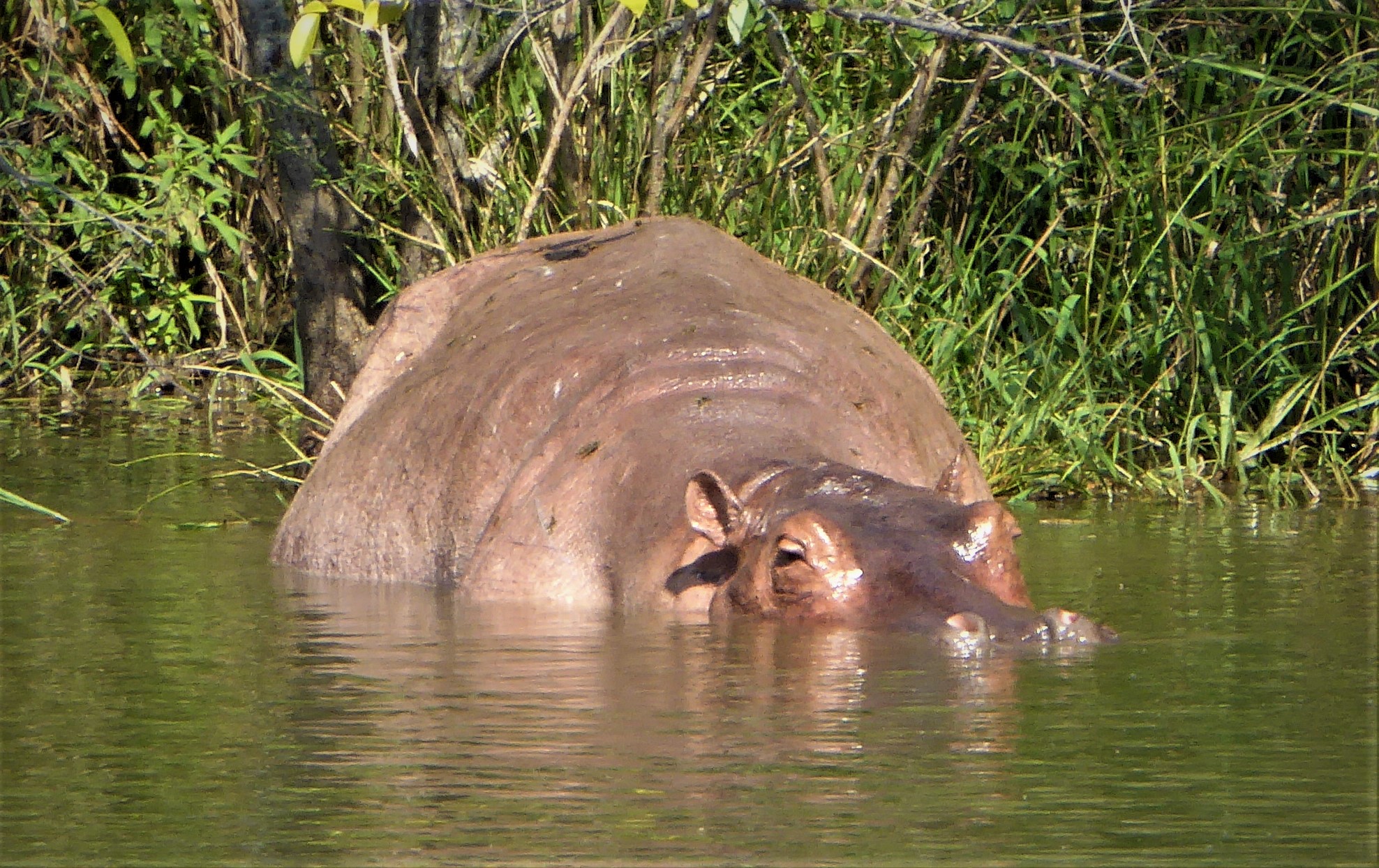 Hippo living in the Magdalena River in Colombia: the African mammals escaped from Pablo Escobar's private zoo in the 1980s.
