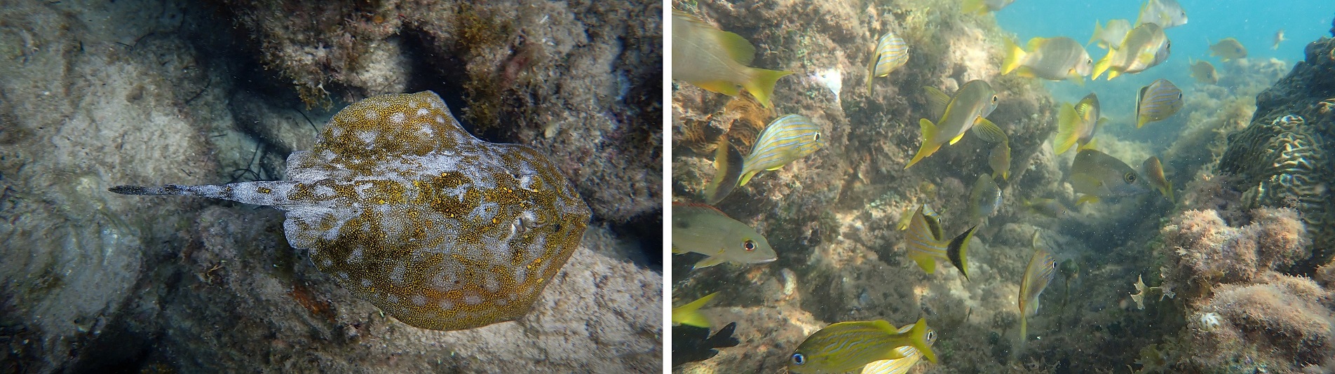 Fish seen snorkeling around Morgan's Head on Santa Catalina islet.