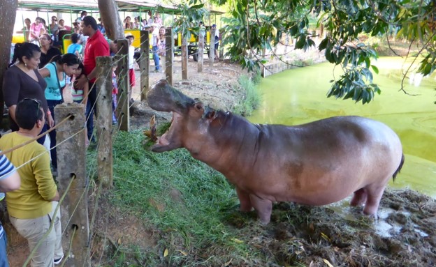 Hippo relocated to a game park in Cordoba, Colombia.