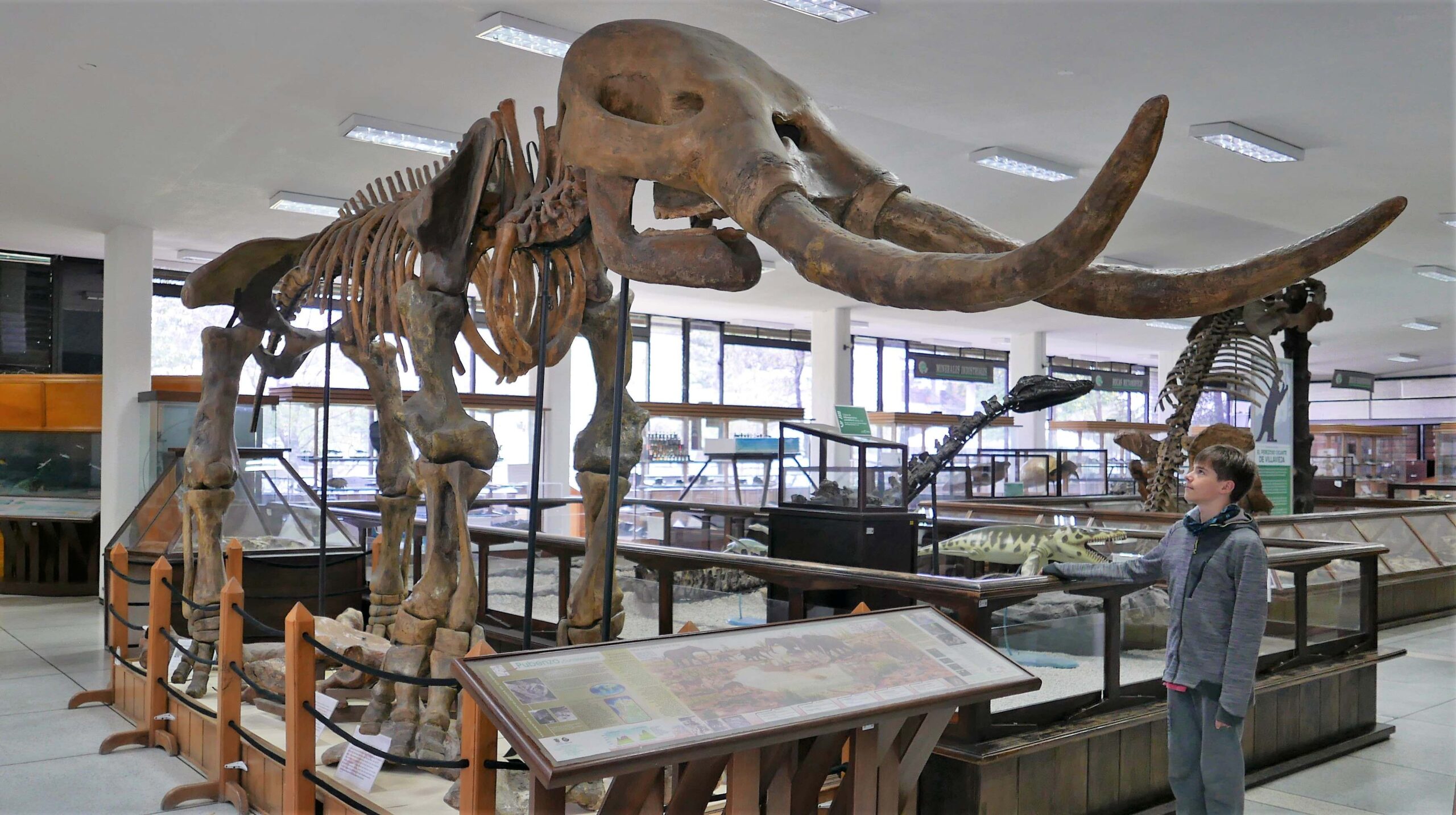 Fossil of a mastadon skeleton in Bogotá's small Geology Museum 'José Royo y Gomez'.