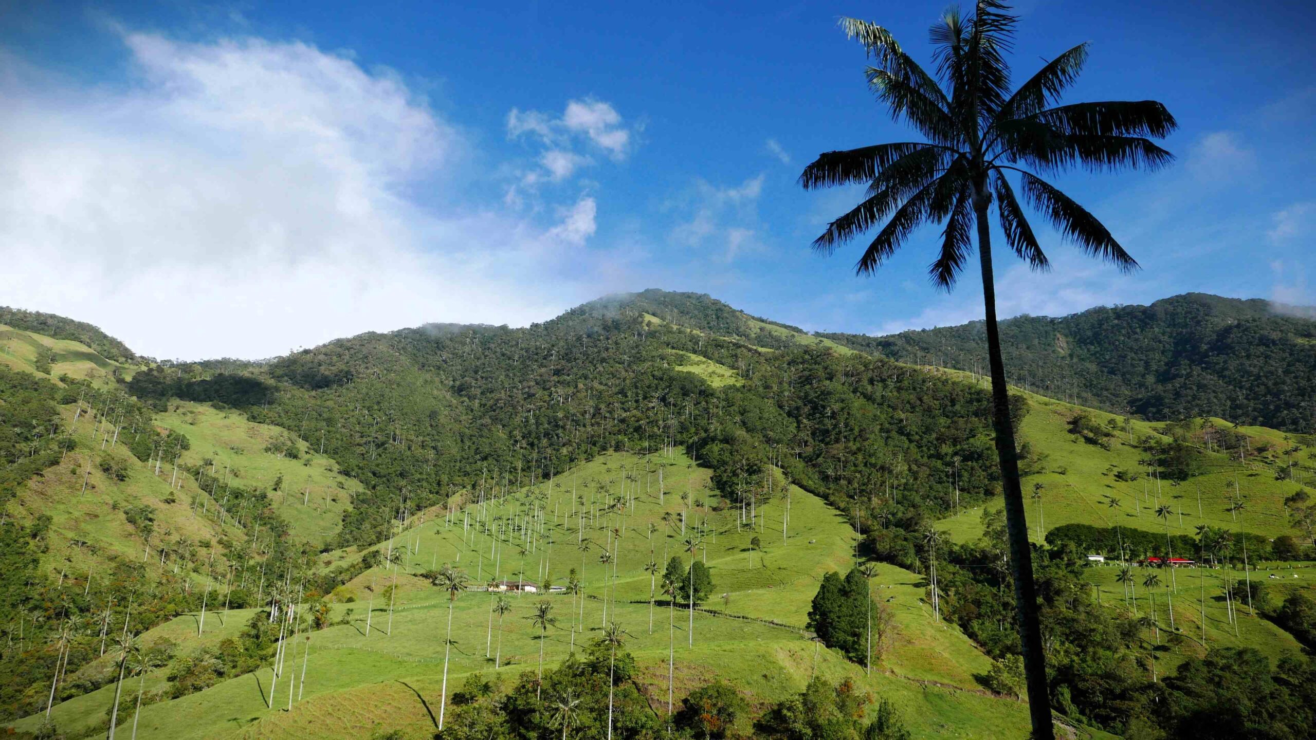 The striking wax palms ceroxylon quindiunese dominate the Cocora Valley.