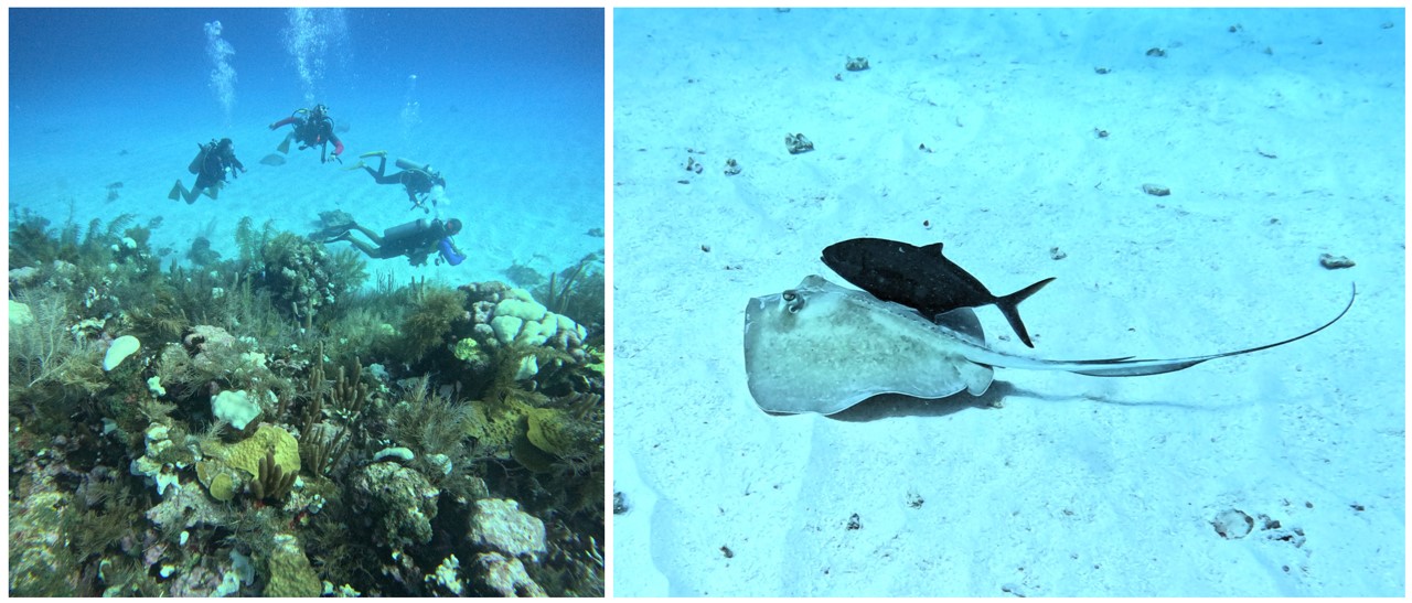 Coral bleaching, left, affects the reefs of San Andrés, but some areas are recovering. Rays, right, have fish friends.